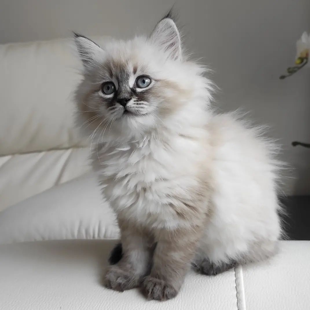 Lily – Female – James Ragdoll Kittens